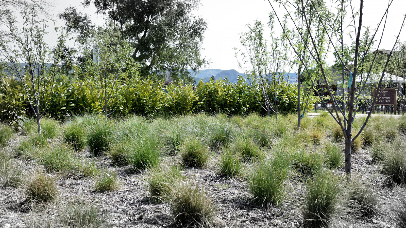 Cakebread Cellars Green Parking Lot Helps to Conserve Water