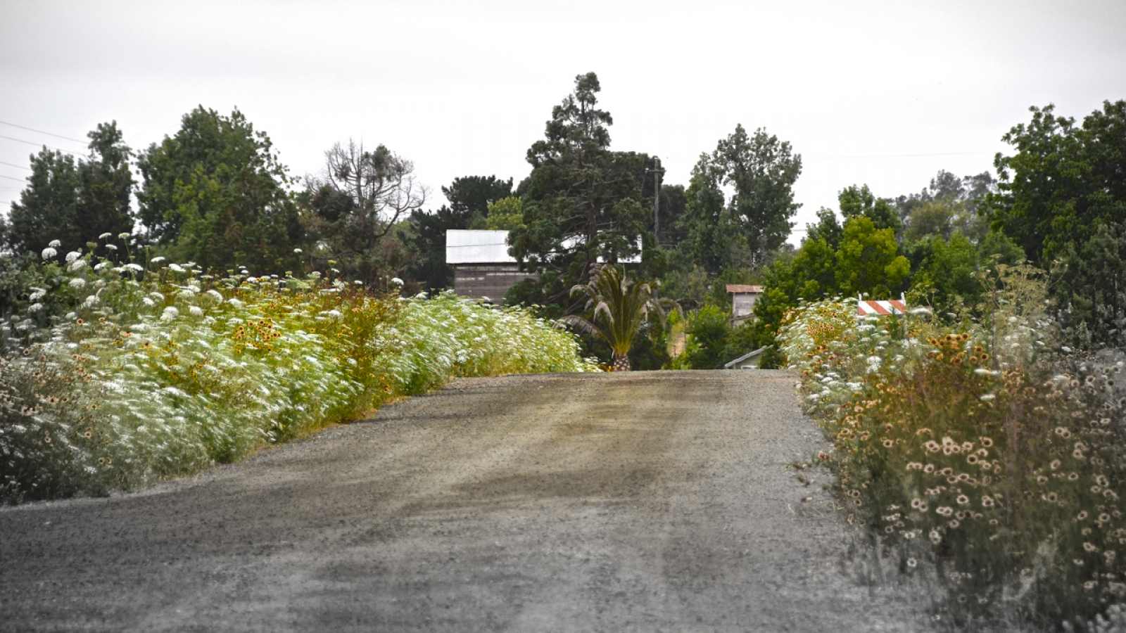 ZD Wines Thinks Green