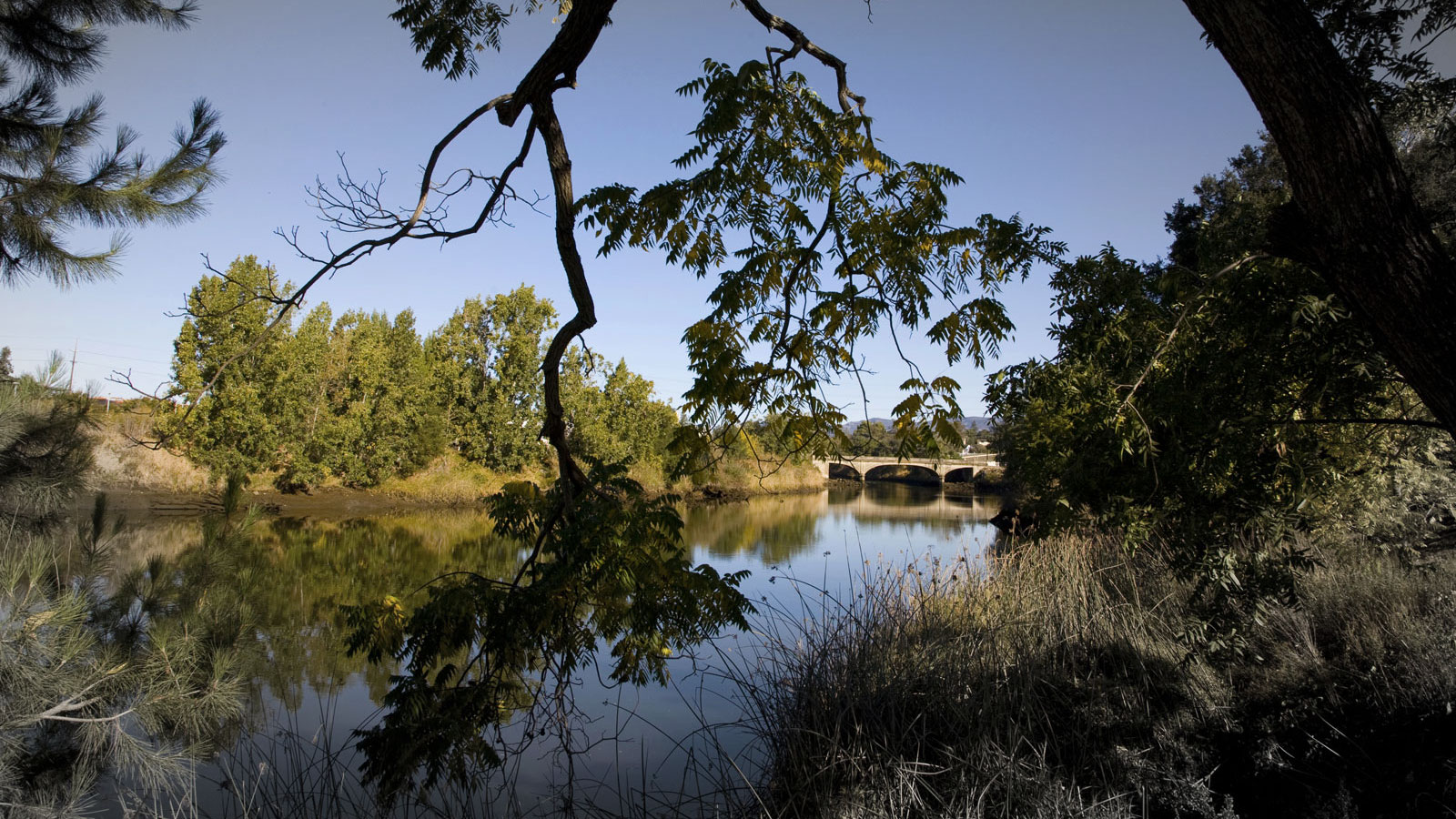 Napa River Restoration Part II: Along the Upper Napa River