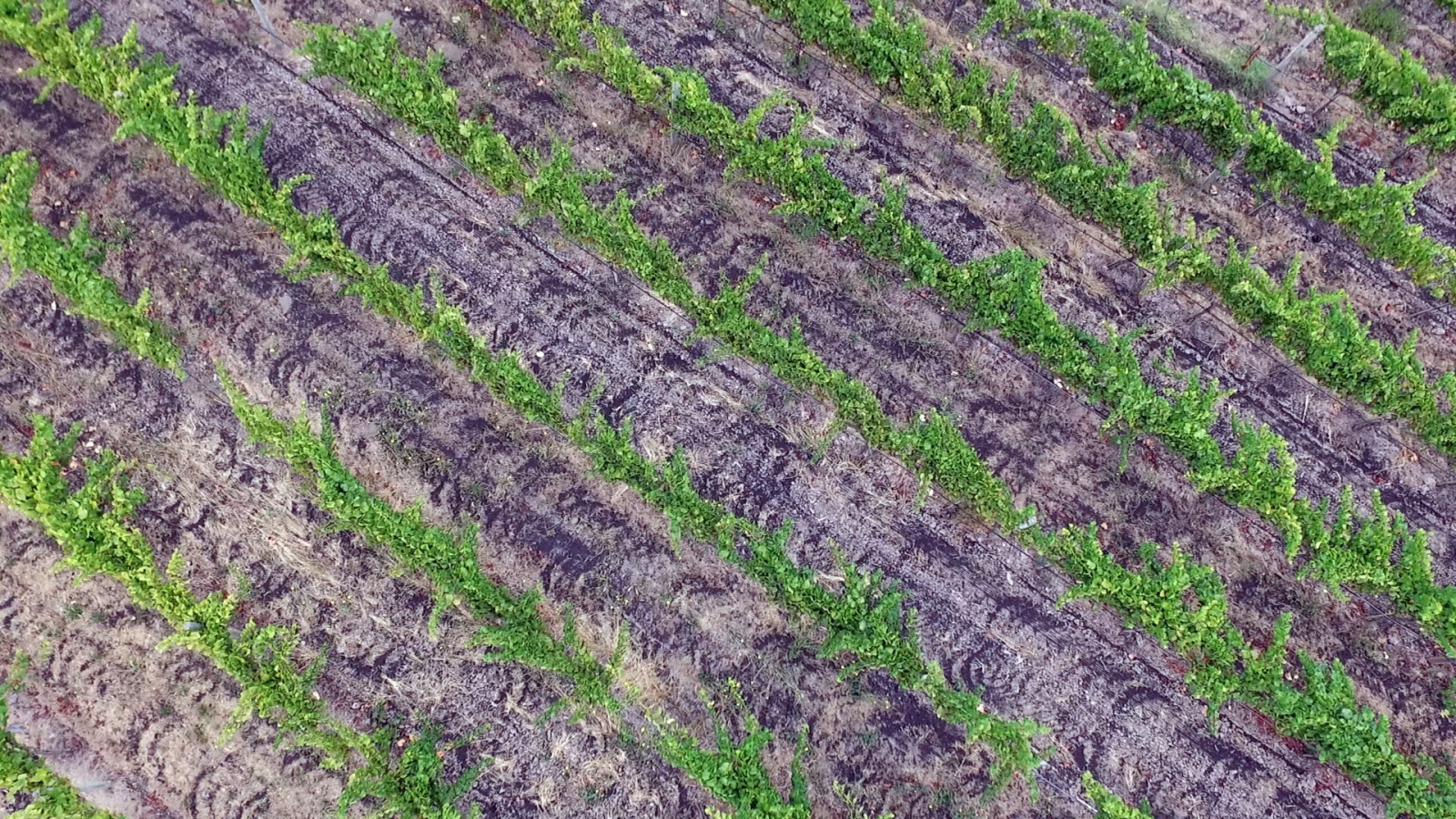 The Benefits of Biochar