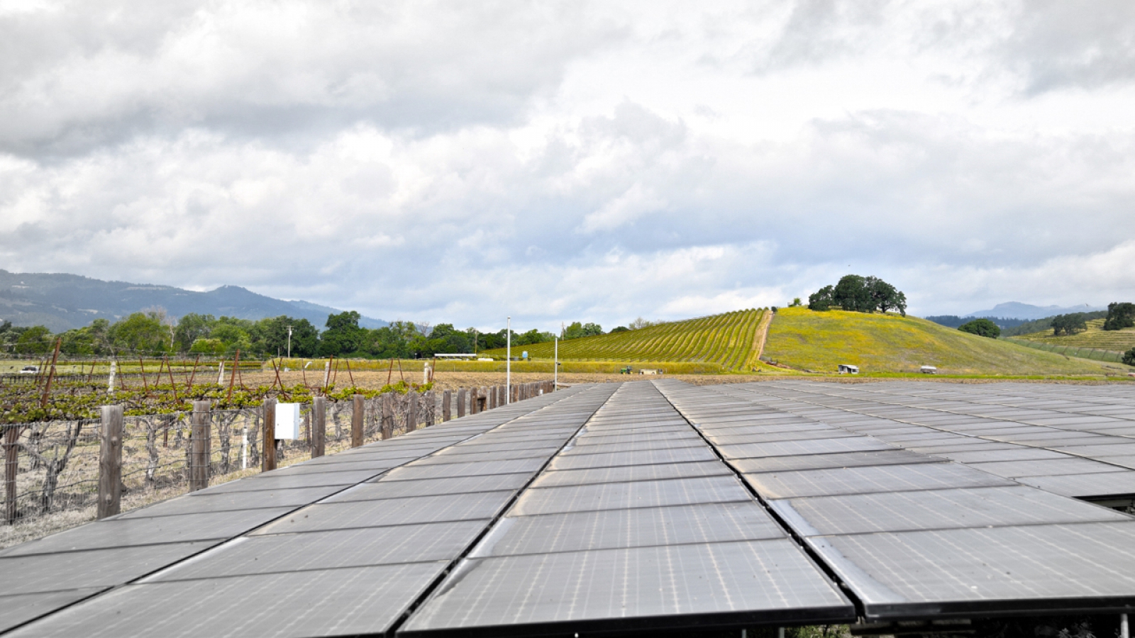 Saving Energy With Solar at Honig Vineyard and Winery