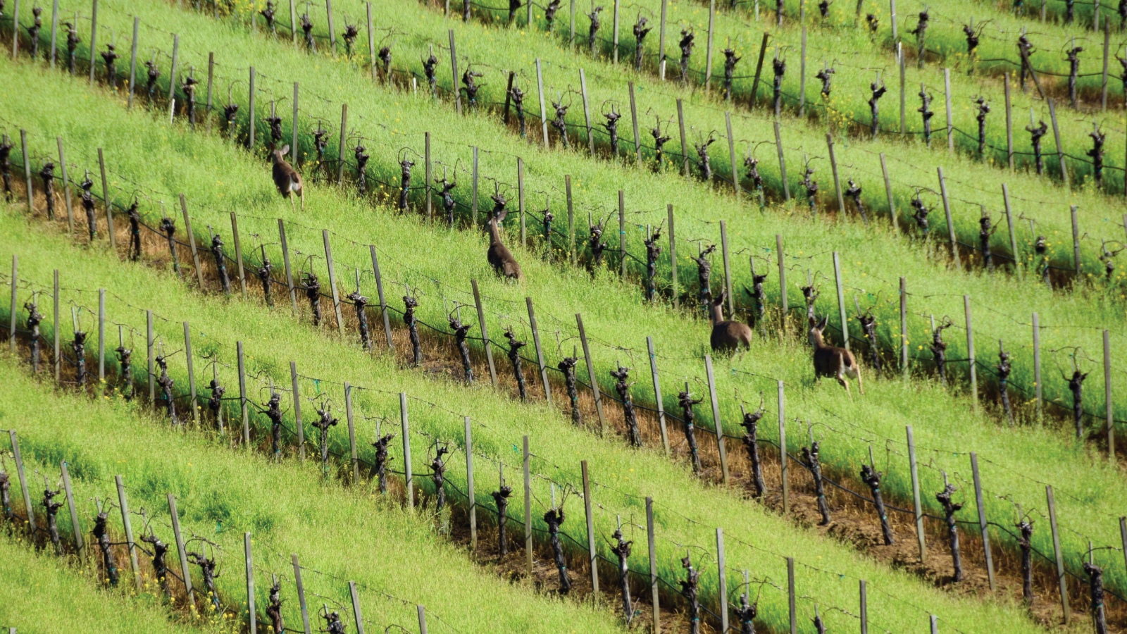 Truchard Vineyards – Big Vineyard, Big Heart