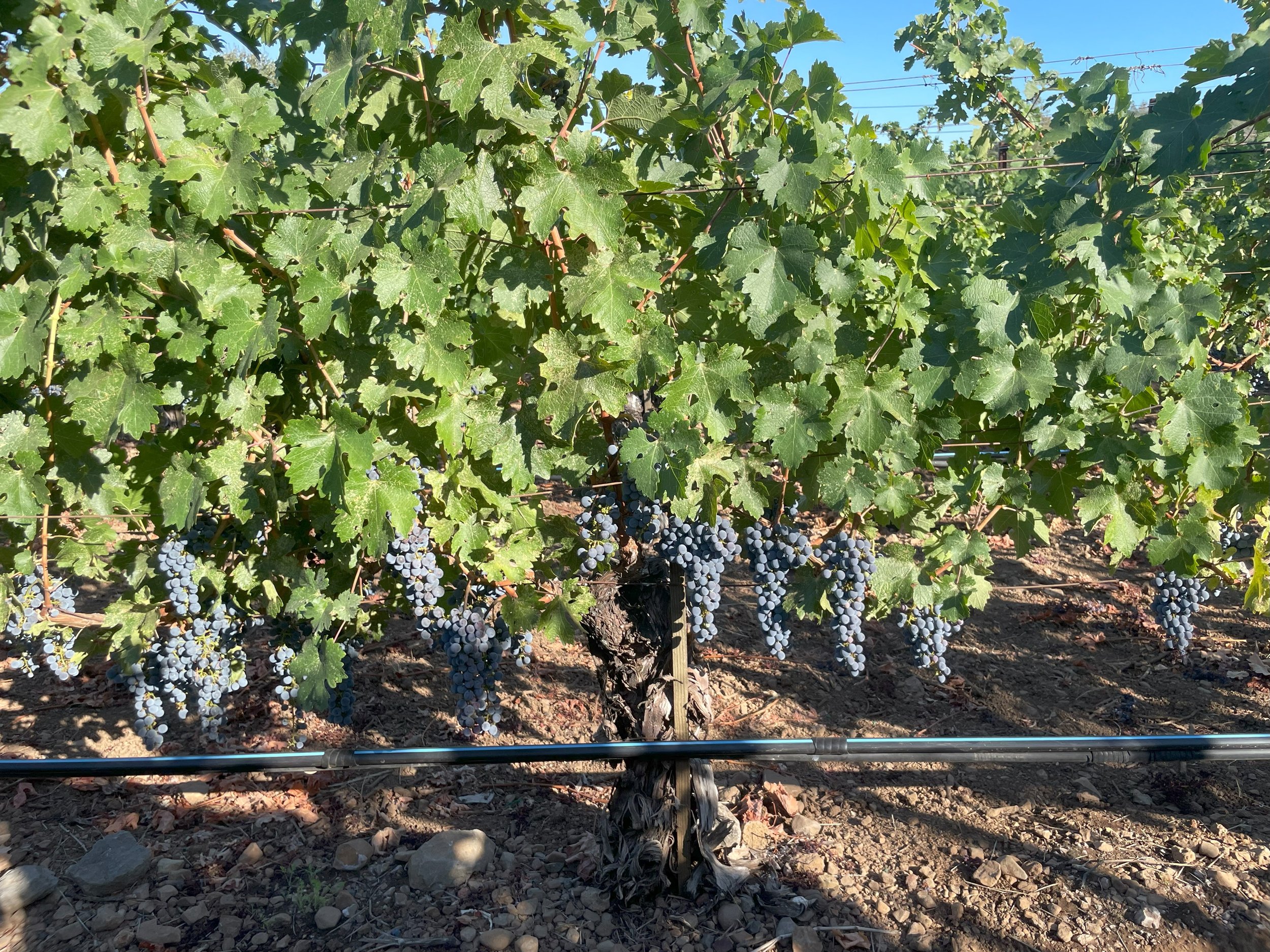 Durbin Vineyard