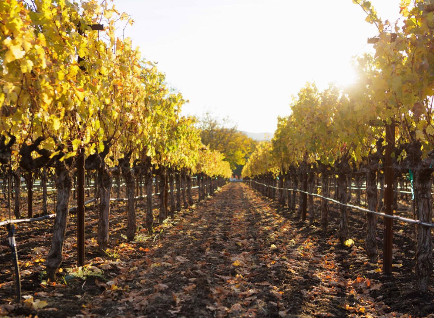 Regusci Vineyard Management