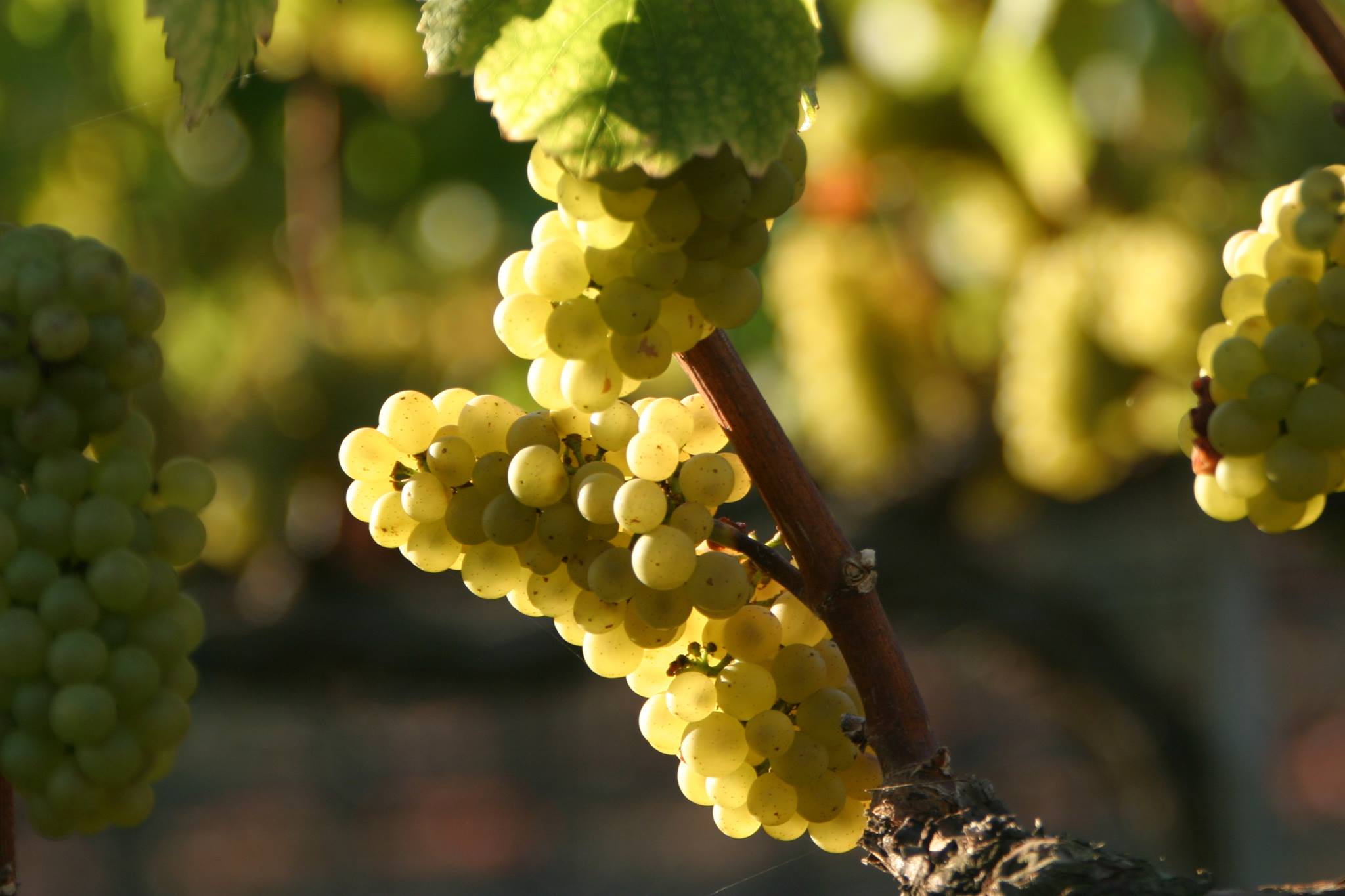 Walsh Vineyard Management