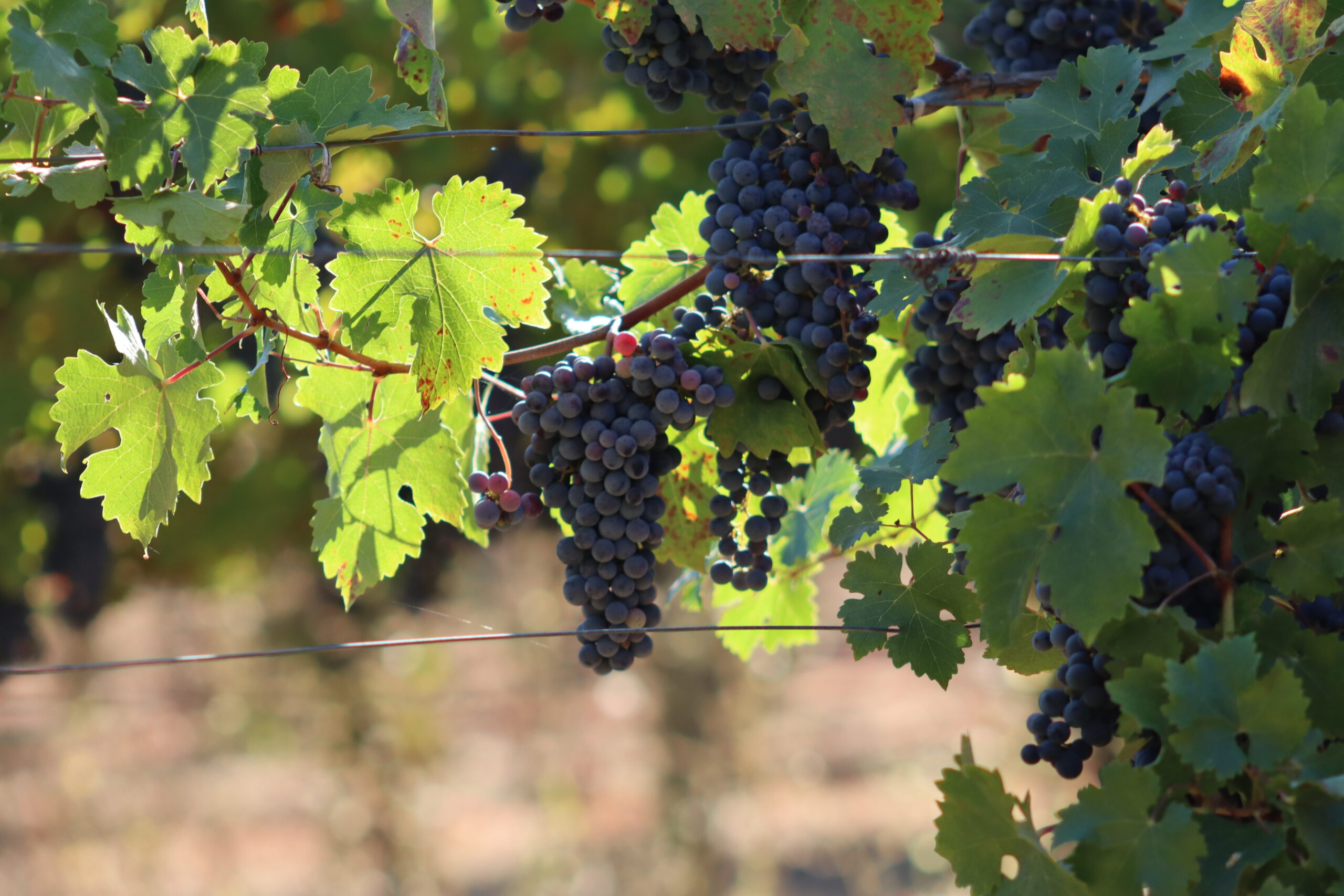 2025: 100% of Members Eliminate Glyphosate