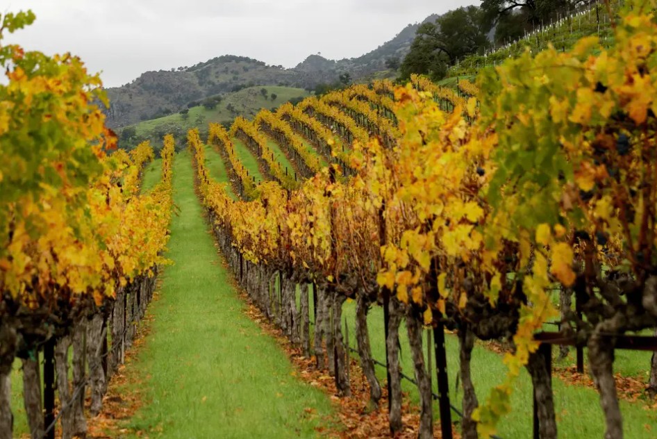 ‘Do you use Roundup?’ Why so many Napa vineyards have abandoned Monsanto’s controversial weed killer