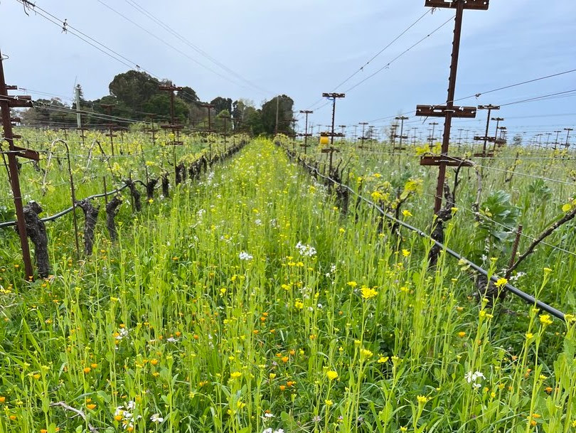 Cover crops in the vineyard with Green Cover